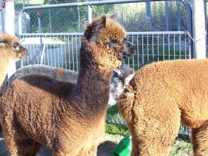 Alpaca For Sale - IVF WSA Miss Mayetta at WindSpun Alpacas